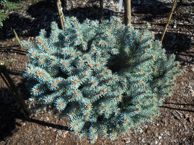 Planter et entretenir une épinette argentée