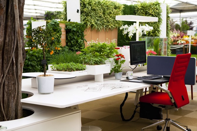 Plantes d'intérieur pour le bureau