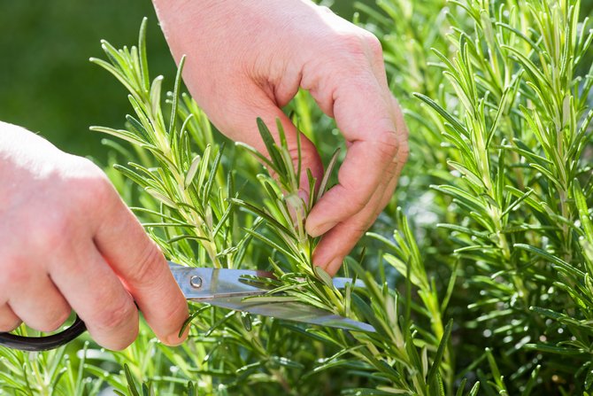 Vous pouvez le couper un peu au printemps, et aussi à la fin de l'été, mais pas forcément