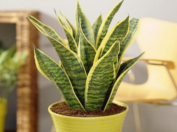 Sansevieria