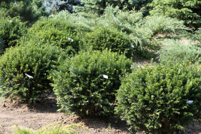 If pointu Taxus cuspidata "Nana" (cultivar "Nana")