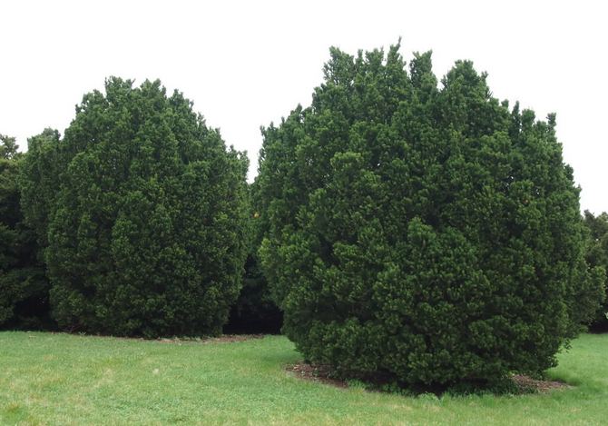 If pointu - arbre conifère à feuilles persistantes, appartient à la famille des ifs