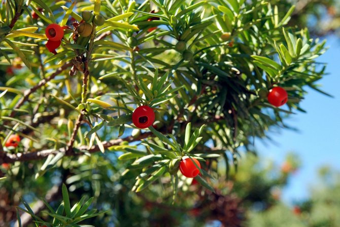 Le goût légèrement sucré de la fleur de graine comestible (charnue, rouge vif) arrive, on l'appelle par erreur une baie