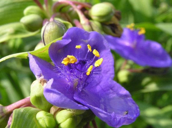 Les bourgeons rappellent beaucoup les grappes qui se pressent les unes sur les autres.