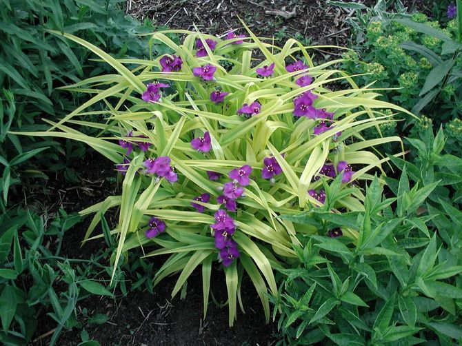 Le meilleur endroit pour planter Tradescantia est un parterre de fleurs ombragé et fertilisé sur le site