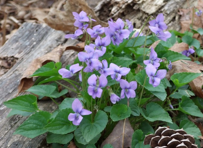 Les propriétés curatives de Tradescantia