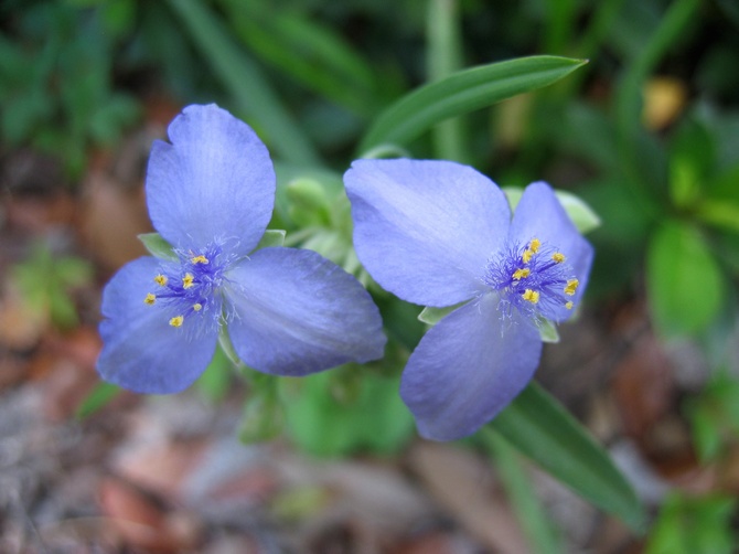 Tradescantia est un jardin. Soins infirmiers et reproduction. Propriétés curatives