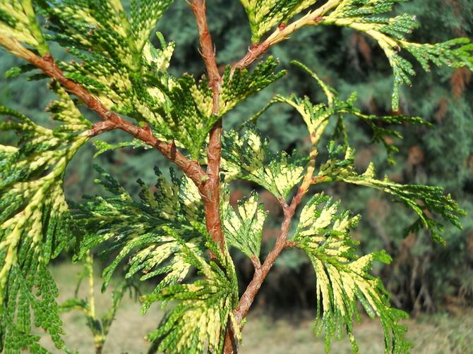 Les jeunes pousses ont une bande de couleur crème qui au printemps devient une teinte plus claire