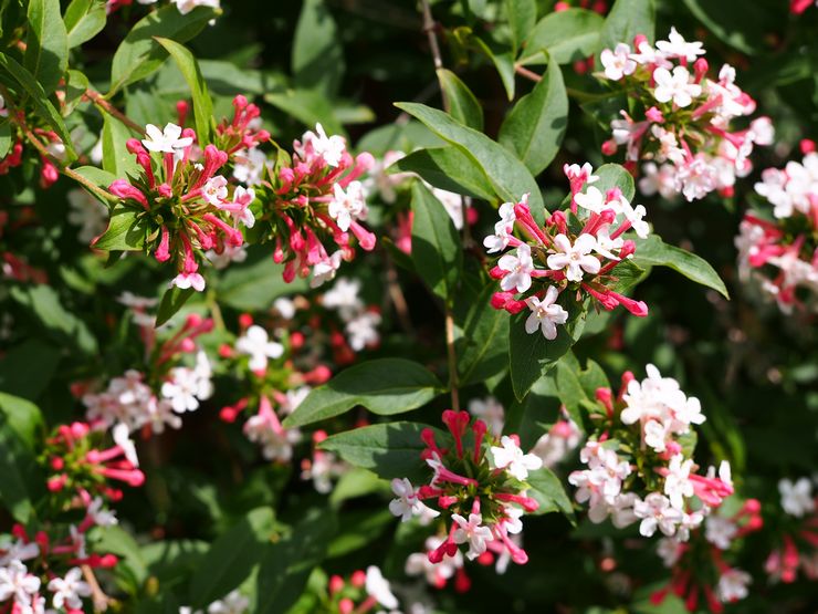 Abelia chinois