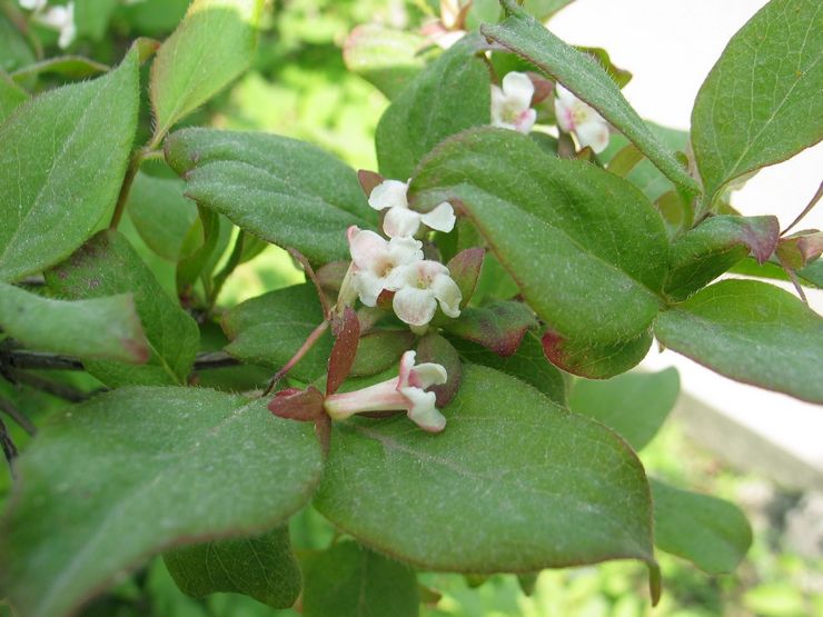 Abelia coréen