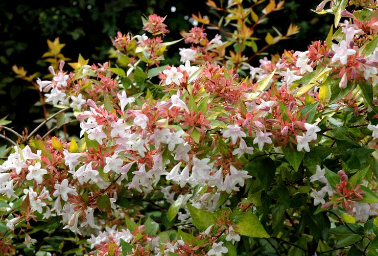 Abelia à mailles larges