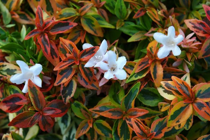 Abelia "Kaléidoscope"