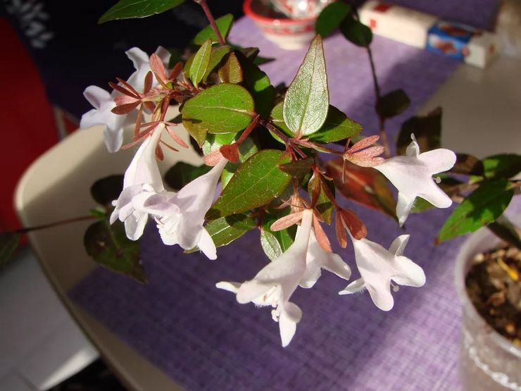 Cultiver abelia