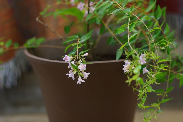 Prendre soin d'Abelia à la maison