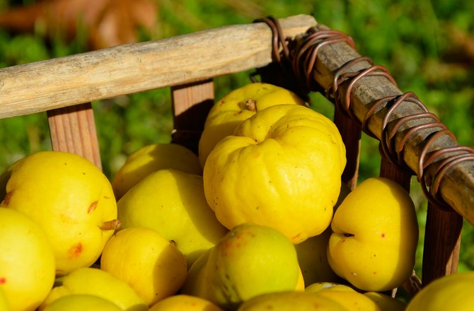 Où pousse le coing quand il porte des fruits