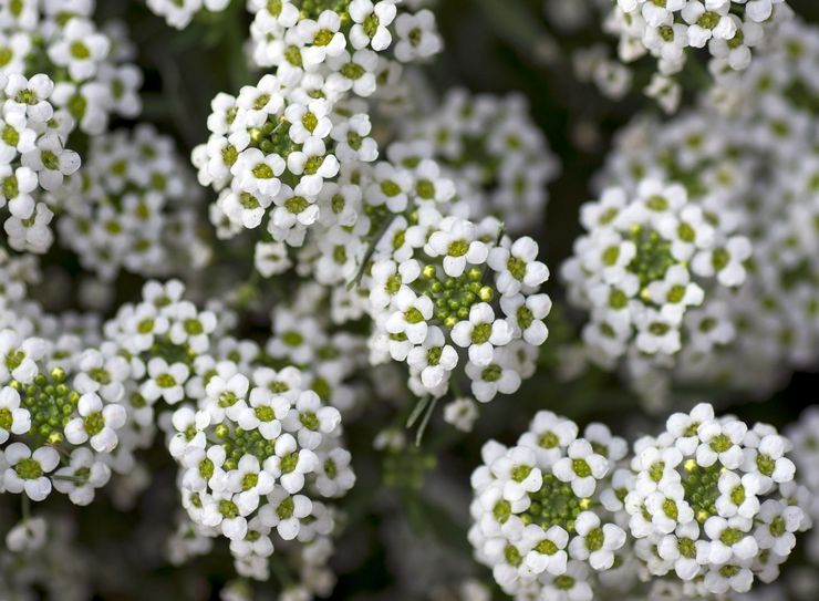 Mer d'Alyssum, ou lobularia de mer