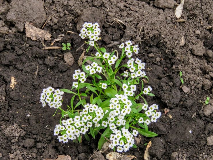 Planter un alyssum en pleine terre