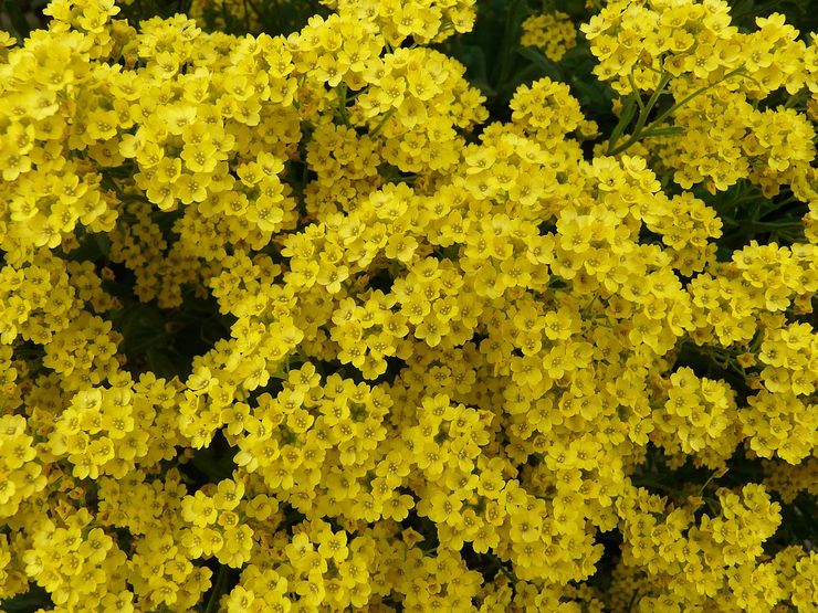 Rock alyssum