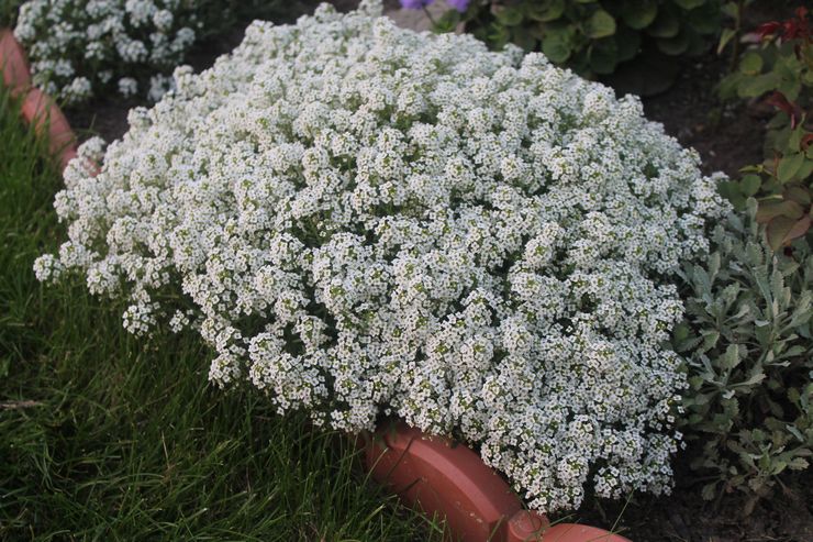 Variétés Alyssum