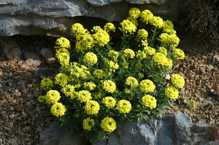 Prendre soin de l'alyssum dans le jardin