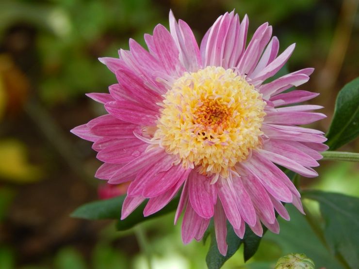 Anémone de chrysanthème