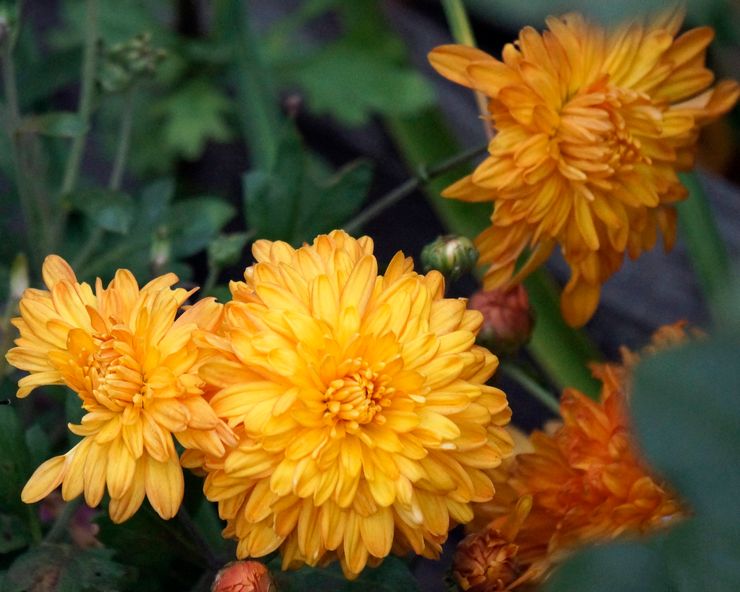 Orange chrysanthème