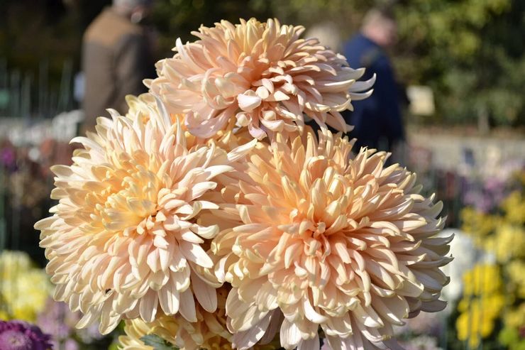 Chrysanthème d'Avignon