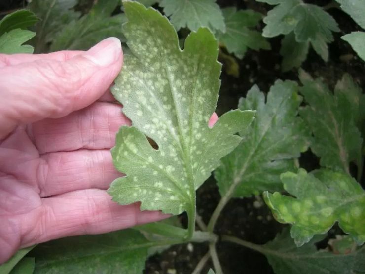 Maladies du chrysanthème