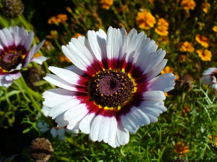 Chrysanthème carénées ou tricolore