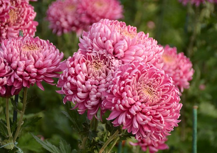 Chrysanthème à grandes fleurs