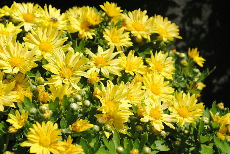 Chrysanthème à petites fleurs ou coréen