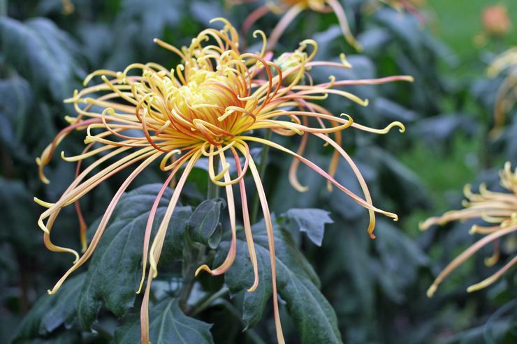 Chrysanthème araignée