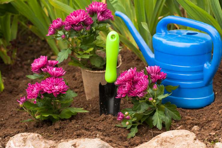 Planter des chrysanthèmes en pleine terre