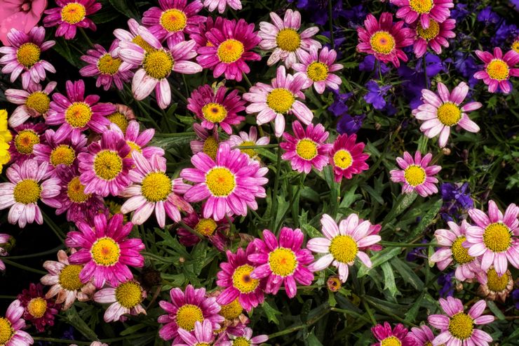 Chrysanthème à floraison précoce