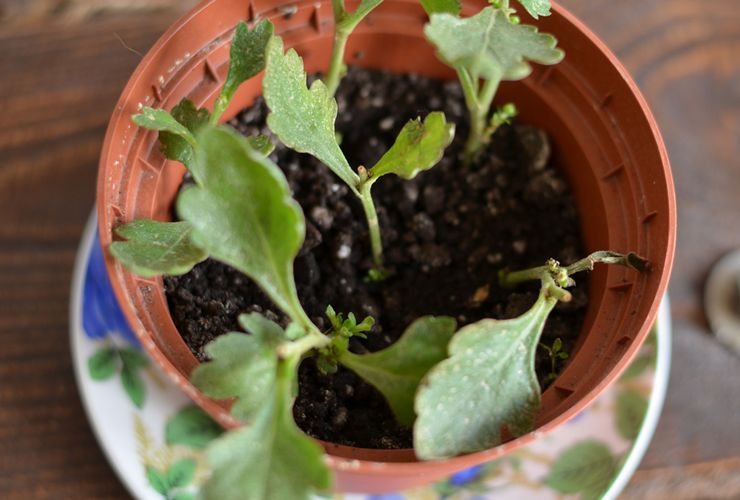 Méthodes d'élevage des chrysanthèmes