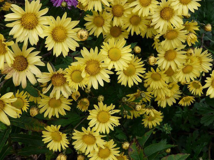 Chrysanthème des champs, ou semis