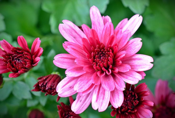 Chrysanthème à fleurs moyennes