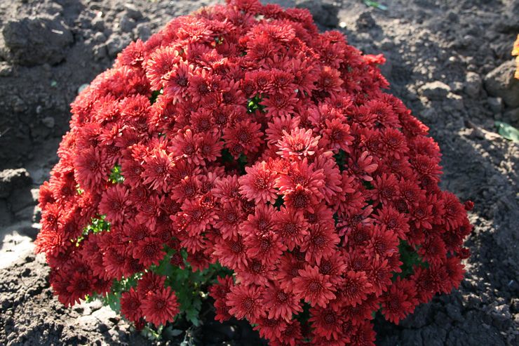 Caractéristiques de l'entretien des chrysanthèmes