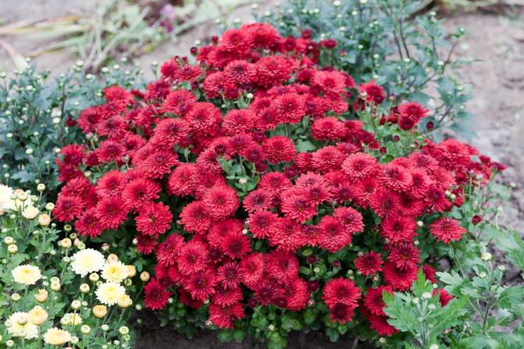 Prendre soin des chrysanthèmes de jardin