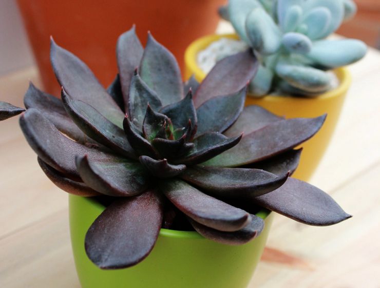 Prince noir d'Echeveria