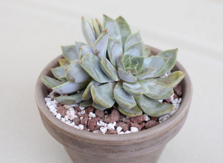 Viande d'Echeveria