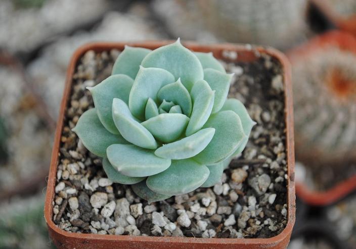 Echeveria gracieuse