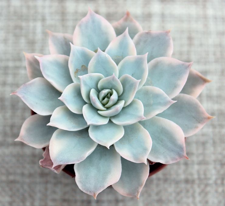 Echeveria brillant