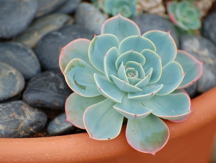 Gris Echeveria