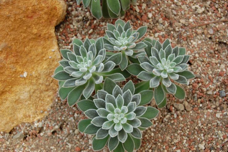 Echeveria aux cheveux blancs