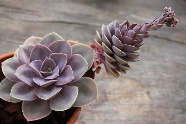 Taille Echeveria