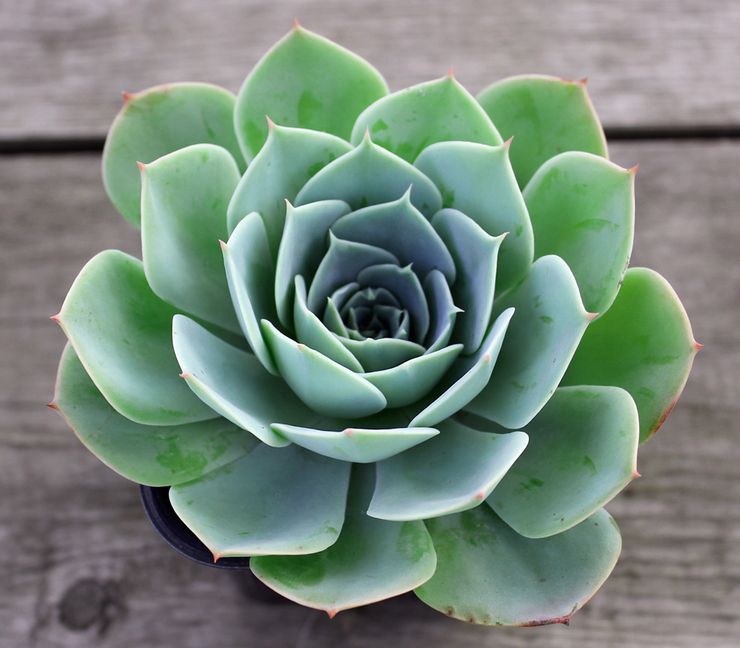 Description de l'echeveria