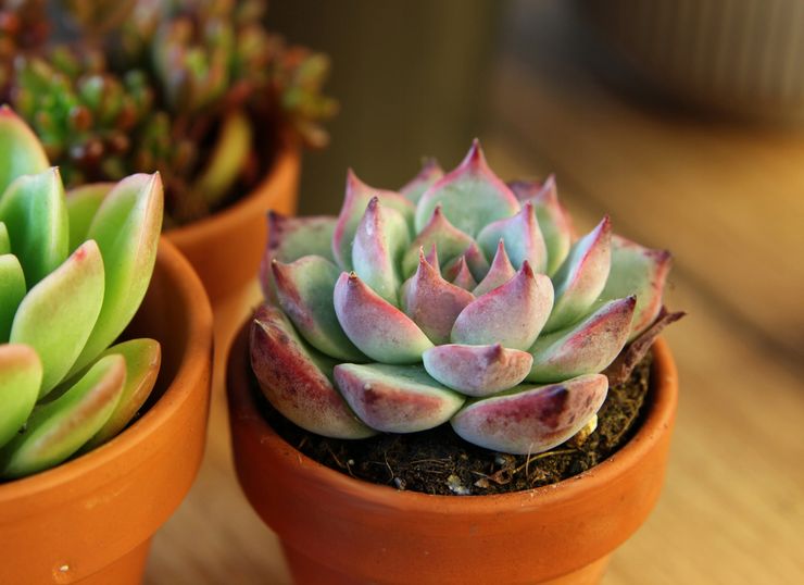 Echeveria fertilisant