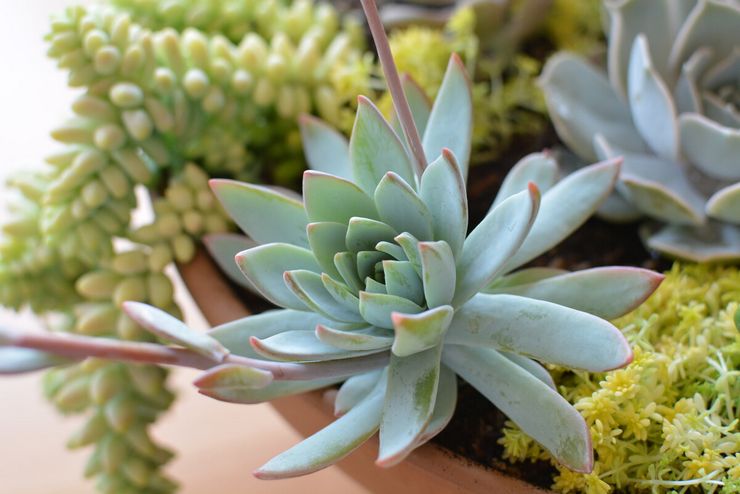 Echeveria succulente