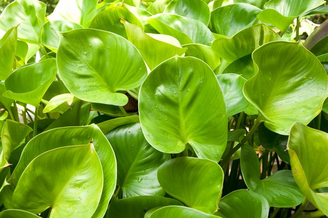 le philodendron peut être très dangereux pour la santé humaine